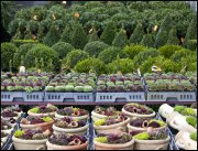 bloemen en planten vvbvanbree     1102